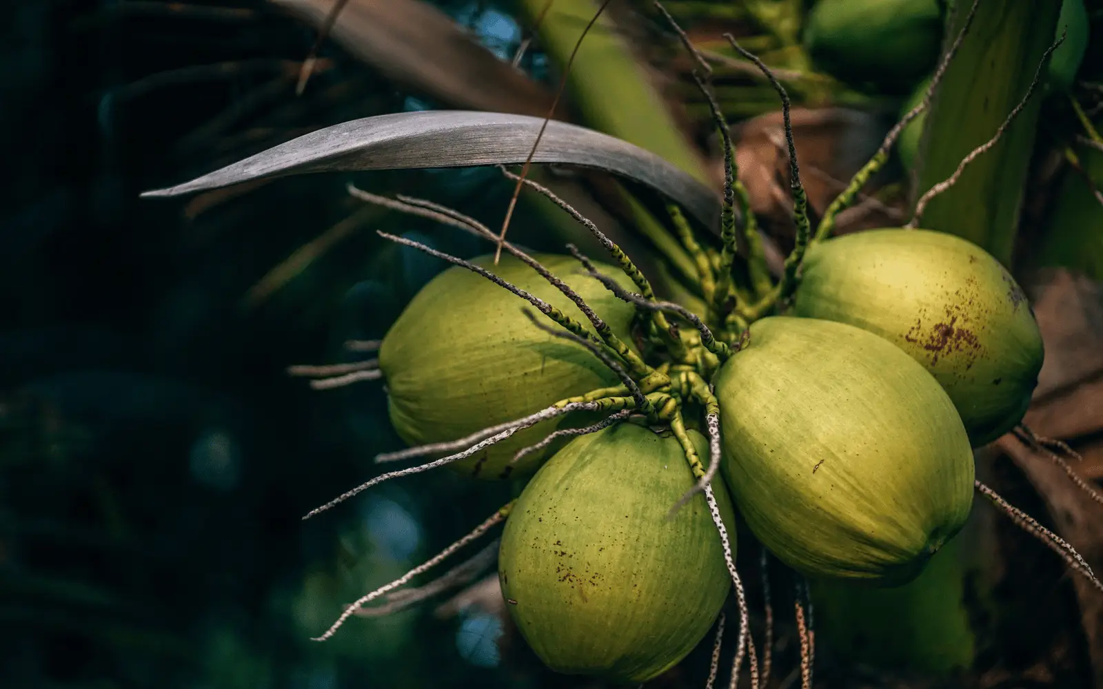 Indonesian export company Nusantara Prima Exportindo supplying coconut-derived products including coconut charcoal briquettes, cocopeat growing media, cocofiber, virgin coconut oil, coconut sugar, palm sugar, and natural broomstick for international buyers.